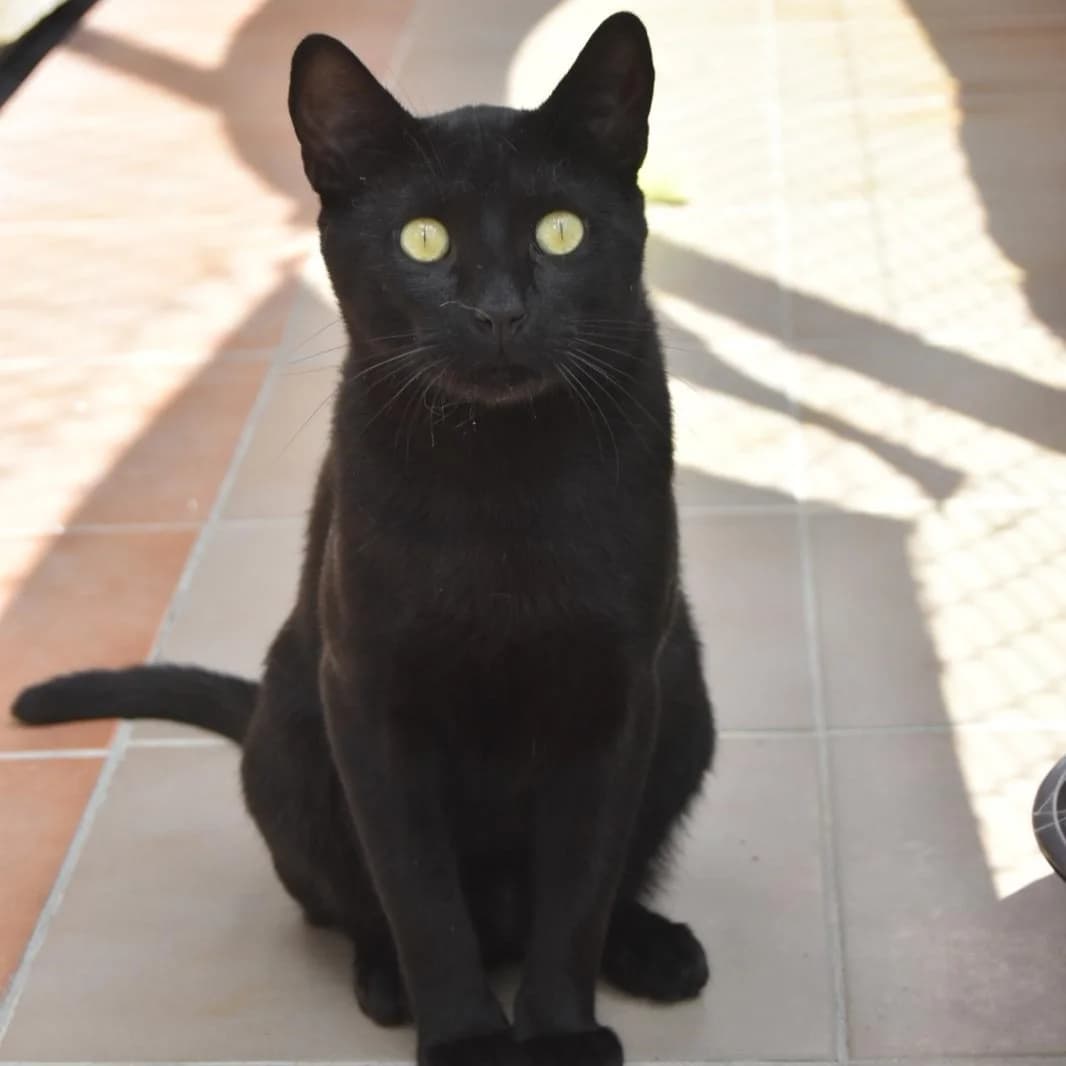 Salem, young Mixed Breed for adoption at Barcelona), Protectora Bcn