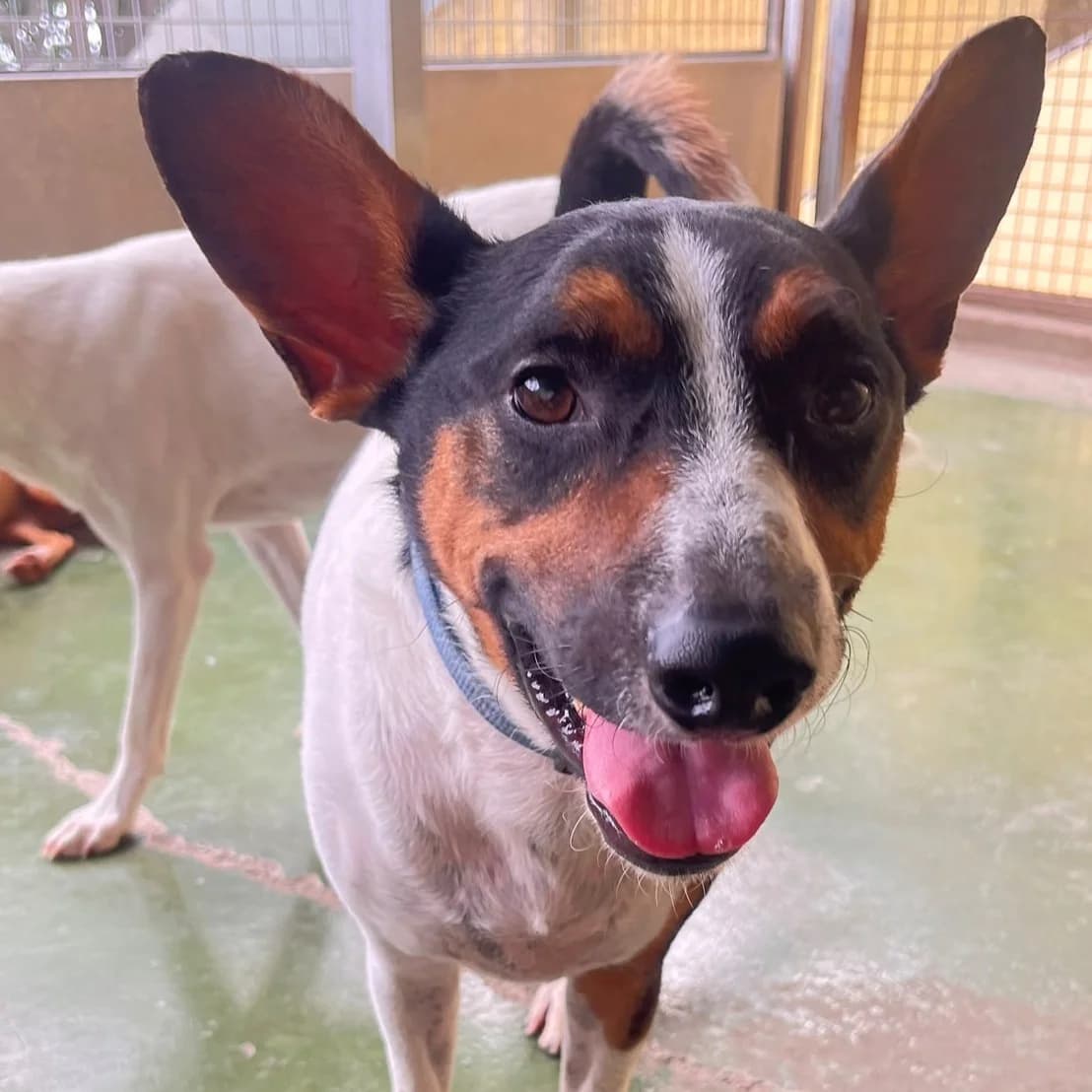 Troy, Mixed Breed for adoption at Barcelona), Protectora Bcn