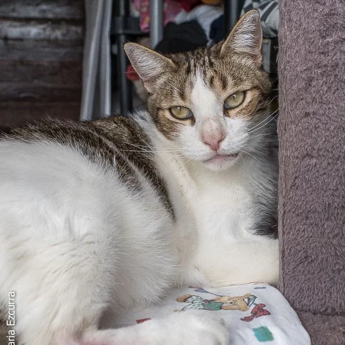 Robin, 6yo Mixed Breed for adoption at Barcelona), Protectora Bcn