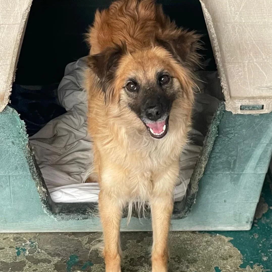 Akira, Mixed Breed for adoption at Barcelona), Protectora Bcn