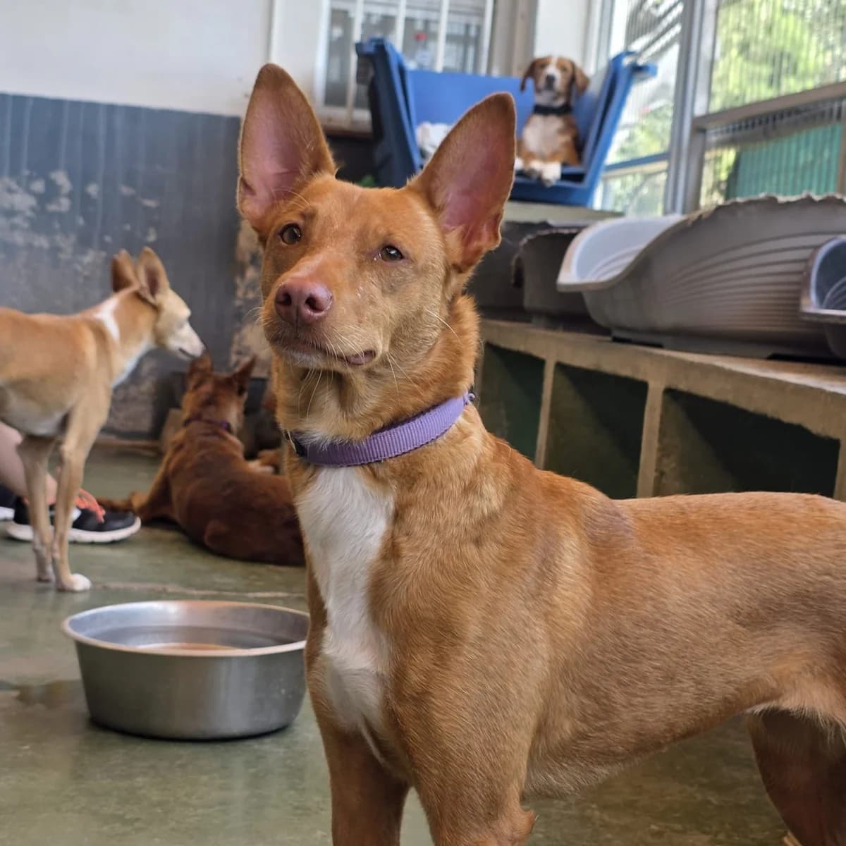 Candela, 4yo Mixed Breed for adoption at Barcelona), Protectora Bcn