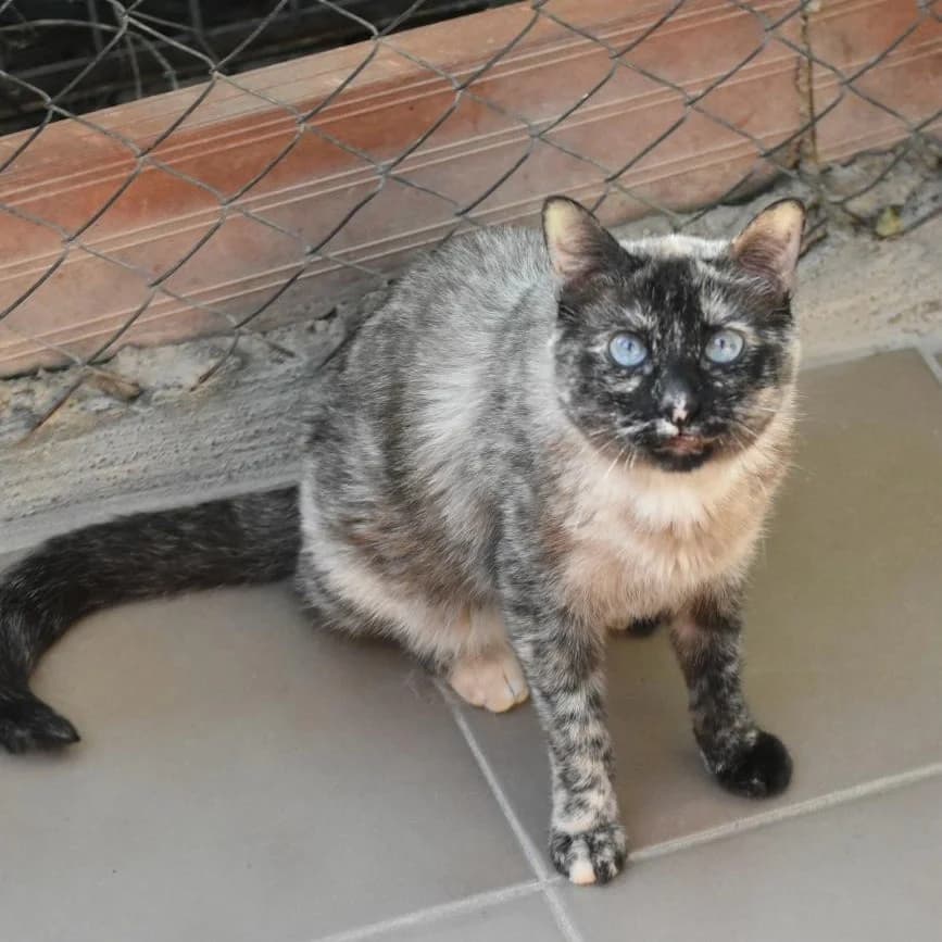 Lia, 7yo Mixed Breed for adoption at Barcelona), Protectora Bcn