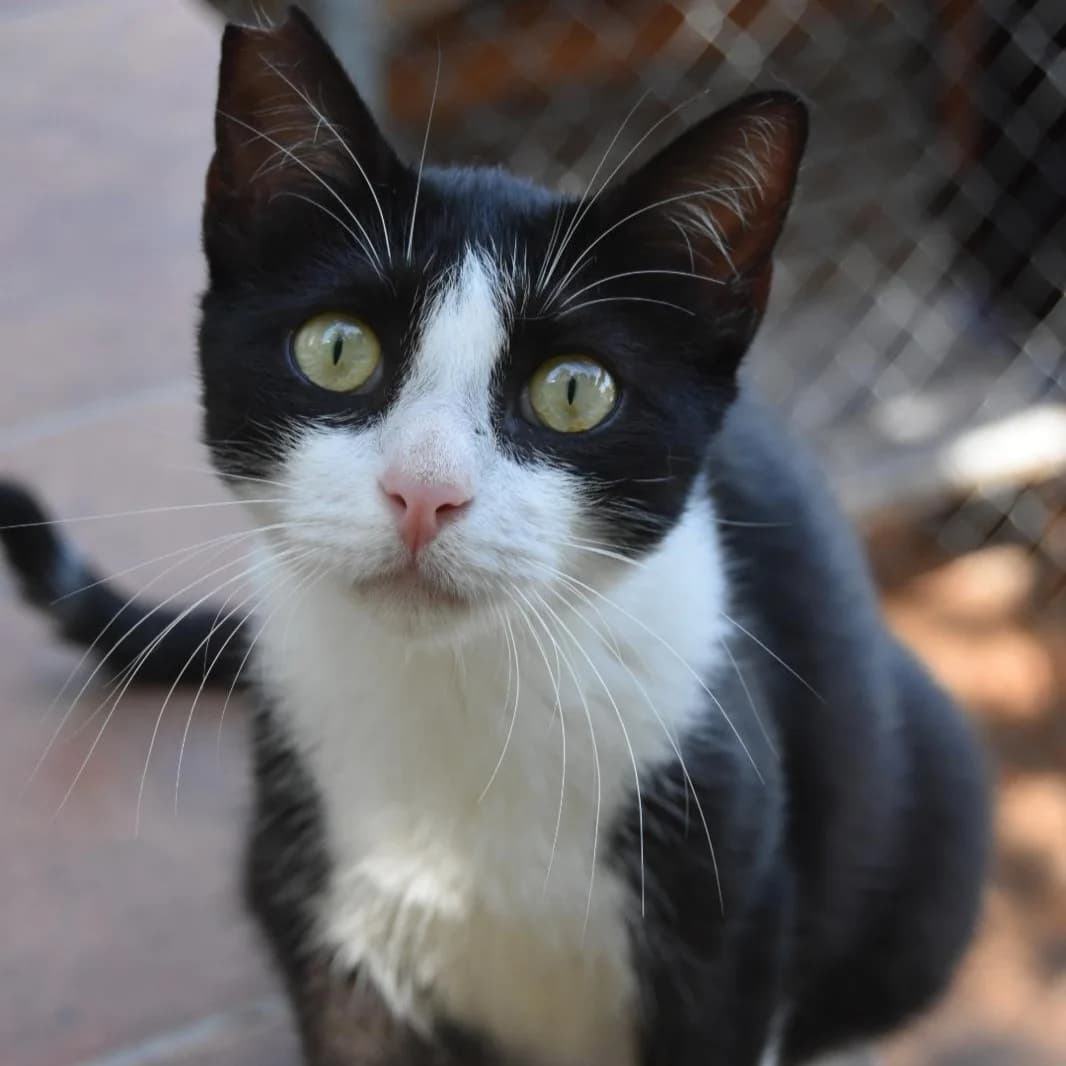 Herminia, young Mixed Breed for adoption at Barcelona), Protectora Bcn