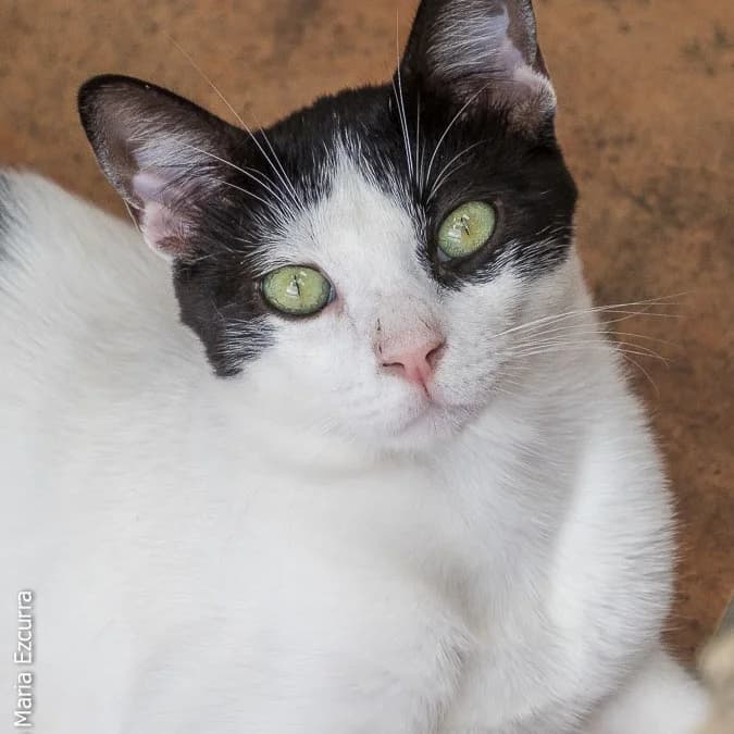 Arlés, young Mixed Breed for adoption at Barcelona), Protectora Bcn