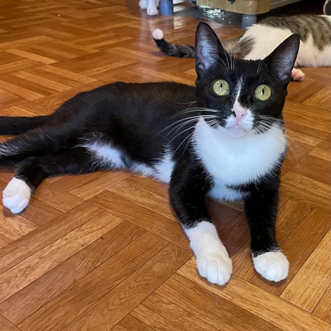 Nursia, young Mixed Breed for adoption at Barcelona), Protectora Bcn