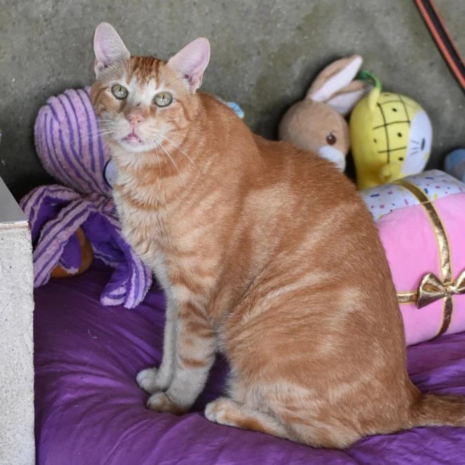 Gordi, 7yo Mixed Breed for adoption at Barcelona), Protectora Bcn