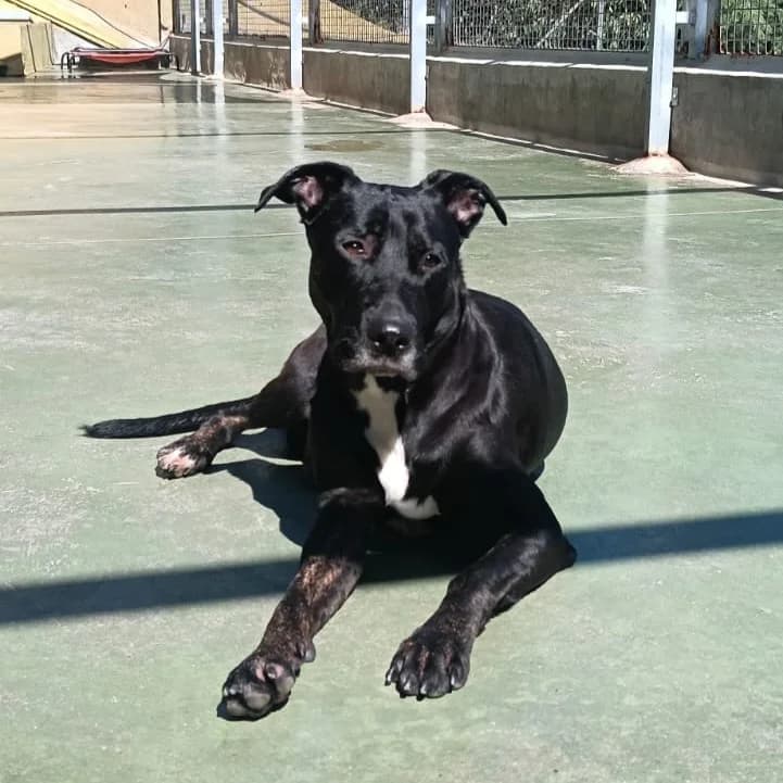 Laila, Mixed Breed for adoption at Barcelona), Protectora Bcn