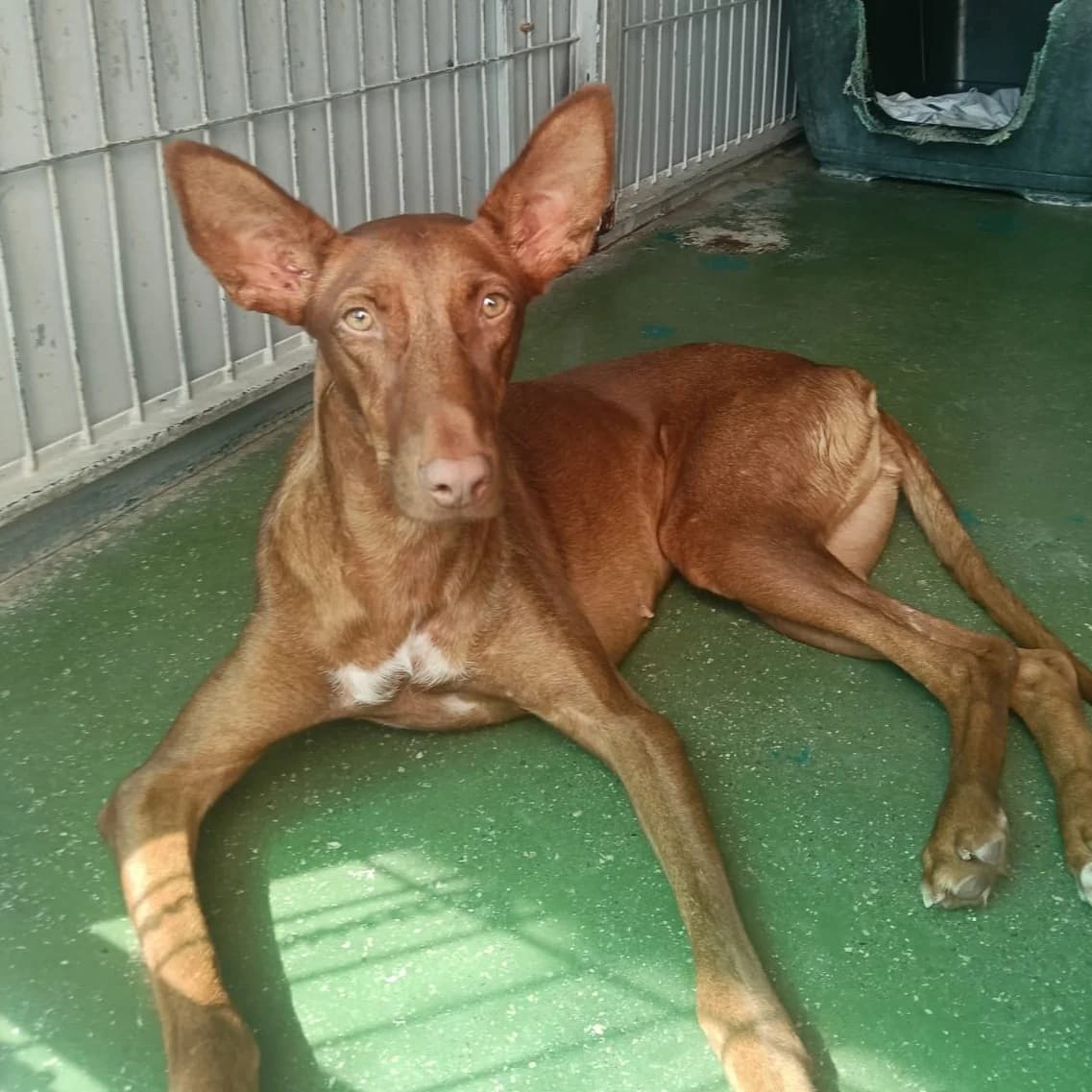Piña, Mixed Breed for adoption at Barcelona), Protectora Bcn