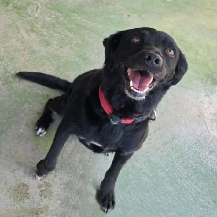 Yuli, Mixed Breed for adoption at Barcelona), Protectora Bcn