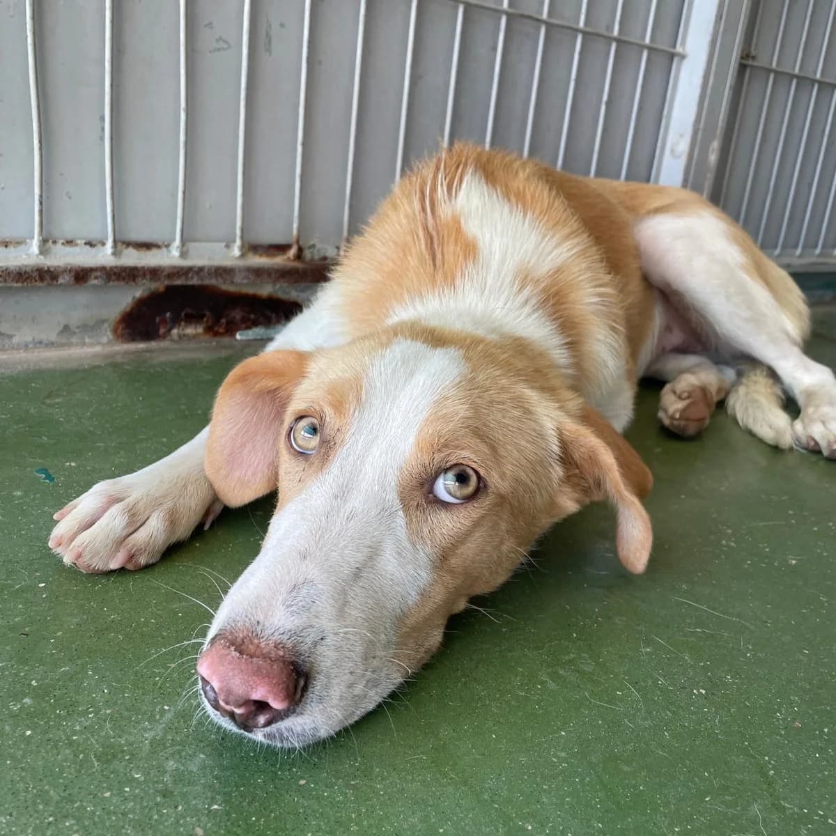 Kimchi, puppy Mixed Breed for adoption at Barcelona), Protectora Bcn