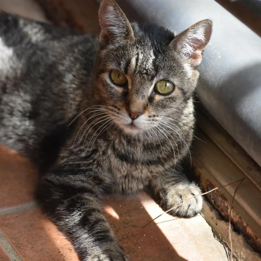 Malefica, 4yo Mixed Breed for adoption at Barcelona), Protectora Bcn