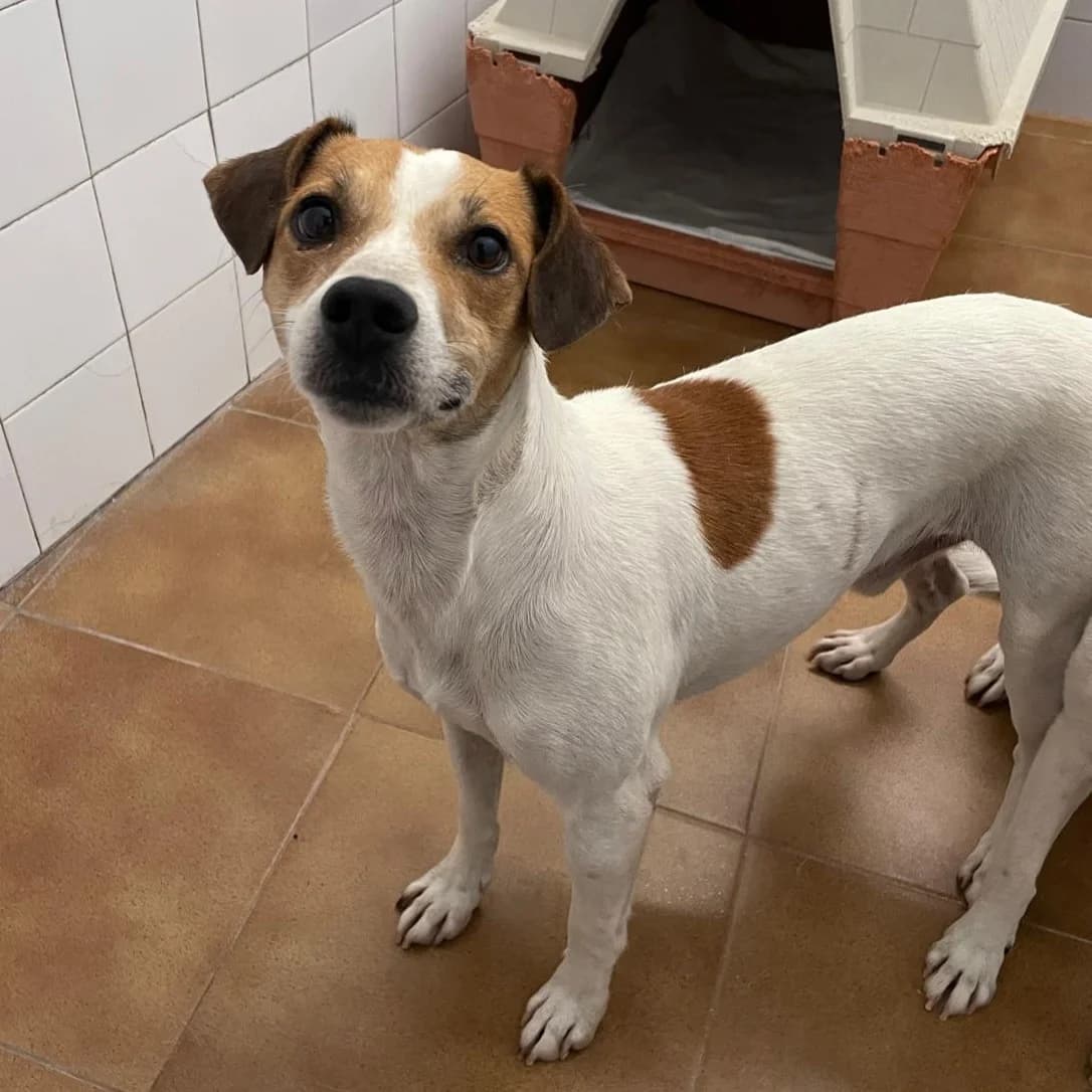 Shiro, Mixed Breed for adoption at Barcelona), Protectora Bcn