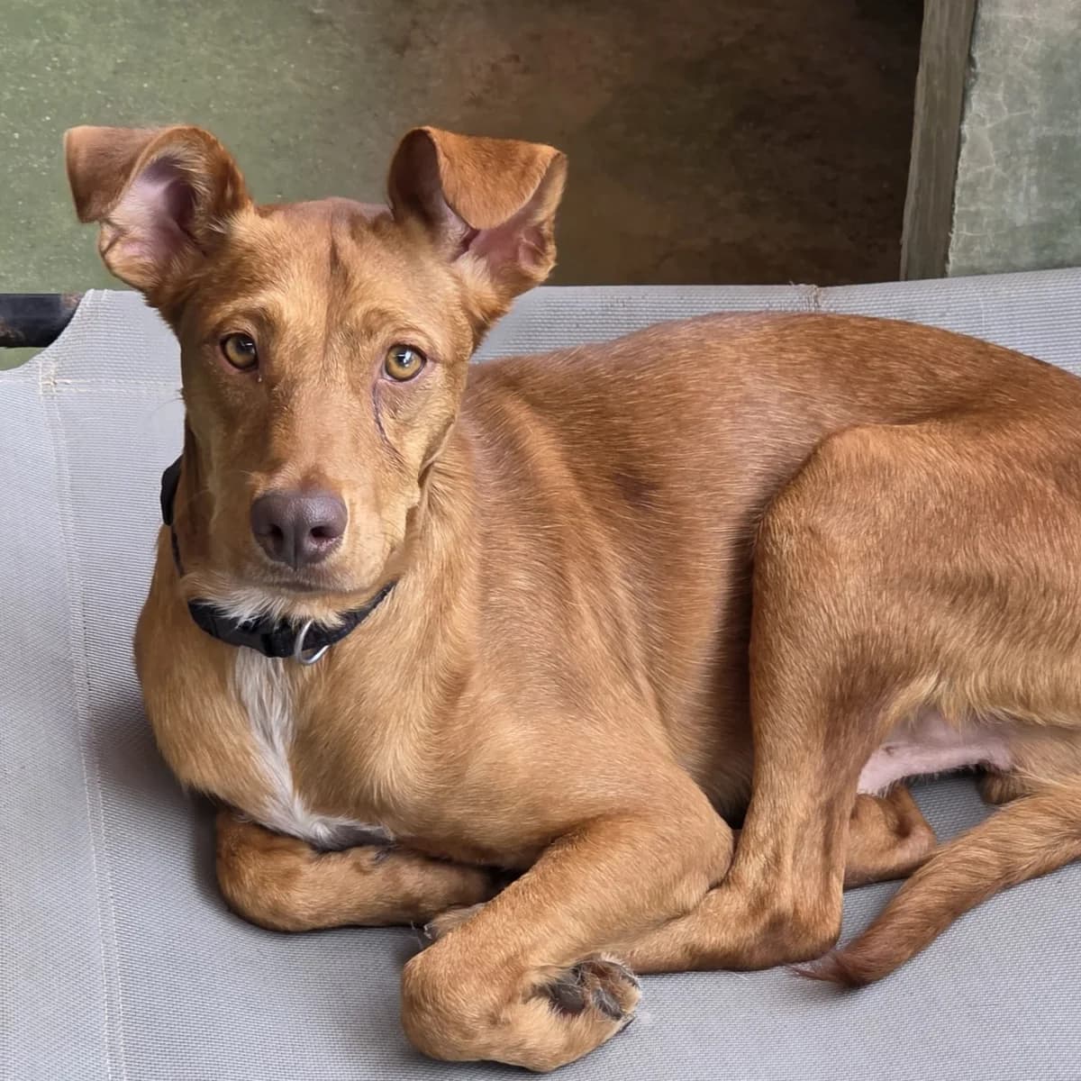 Chingu, Mixed Breed for adoption at Barcelona), Protectora Bcn
