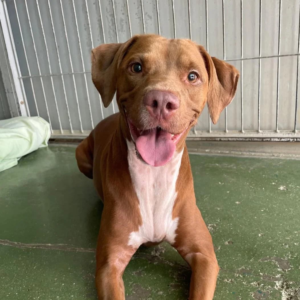 Kira, young Mixed Breed for adoption at Barcelona), Protectora Bcn