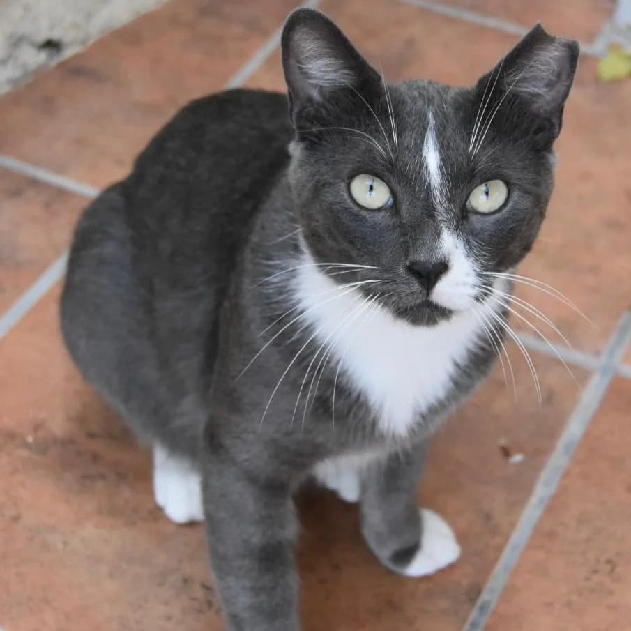 Pepin, Mixed Breed for adoption at Barcelona), Protectora Bcn