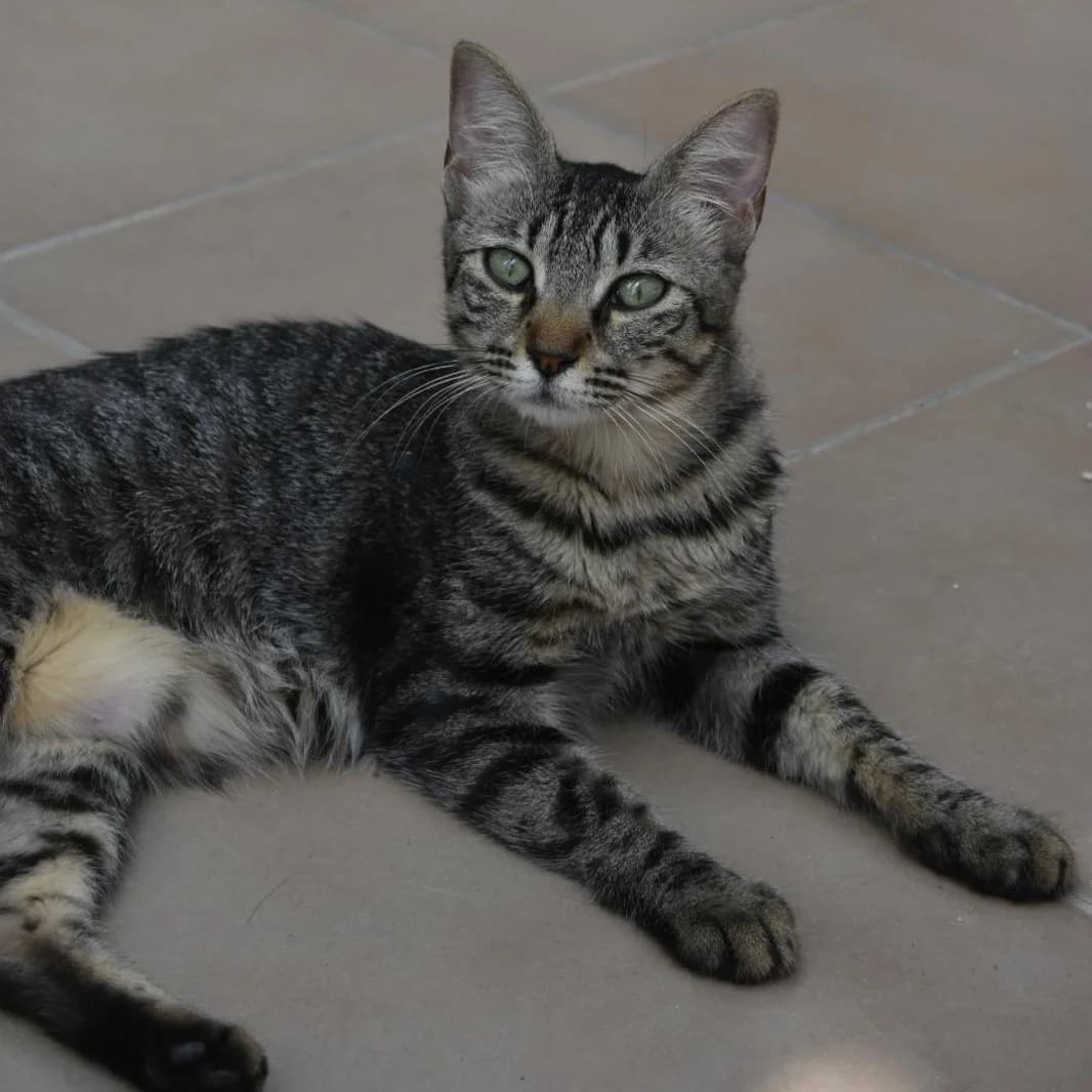 Tili, puppy Mixed Breed for adoption at Barcelona), Protectora Bcn