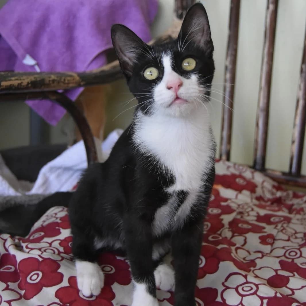 Dafne, puppy Mixed Breed for adoption at Barcelona), Protectora Bcn
