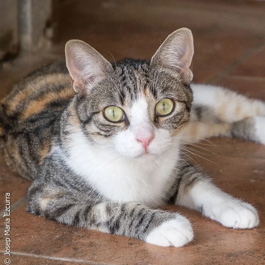 Donna, Mixed Breed for adoption at Barcelona), Protectora Bcn