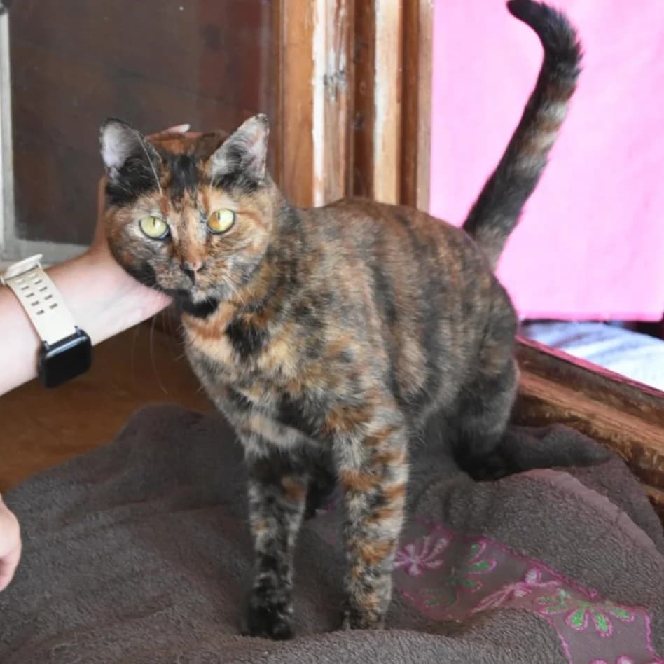 Mony, Mixed Breed for adoption at Barcelona), Protectora Bcn