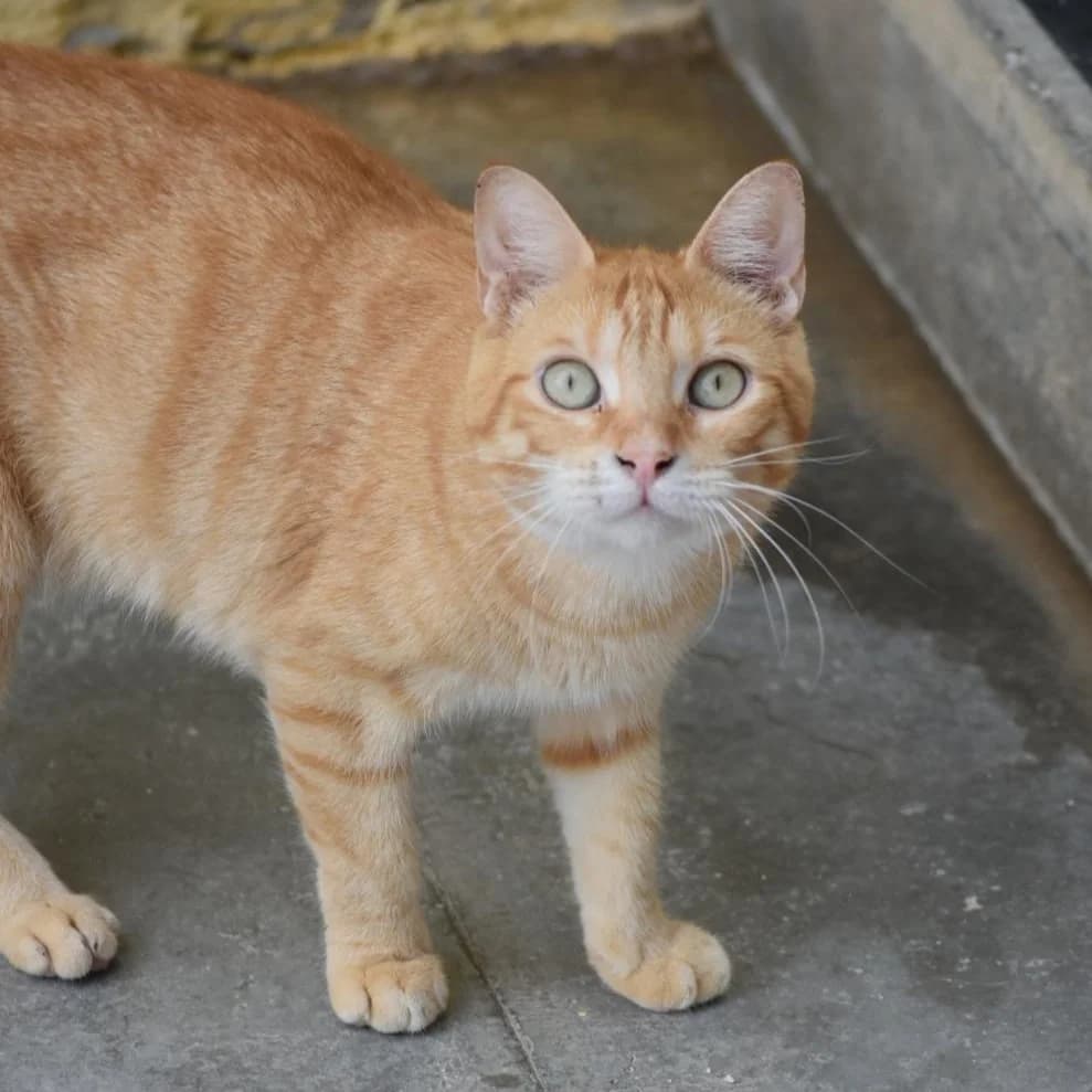 Hermes, Mixed Breed for adoption at Barcelona), Protectora Bcn