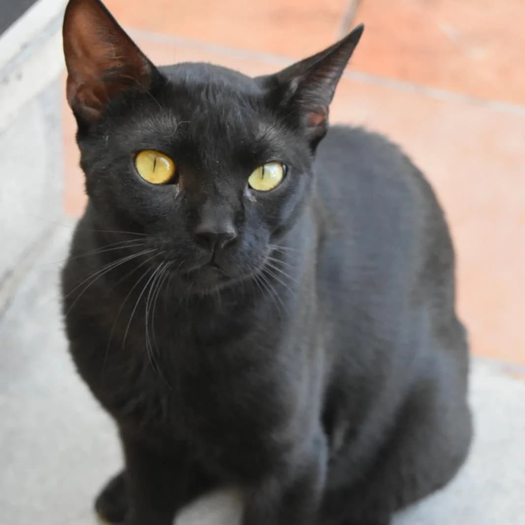 Torik, Mixed Breed for adoption at Barcelona), Protectora Bcn