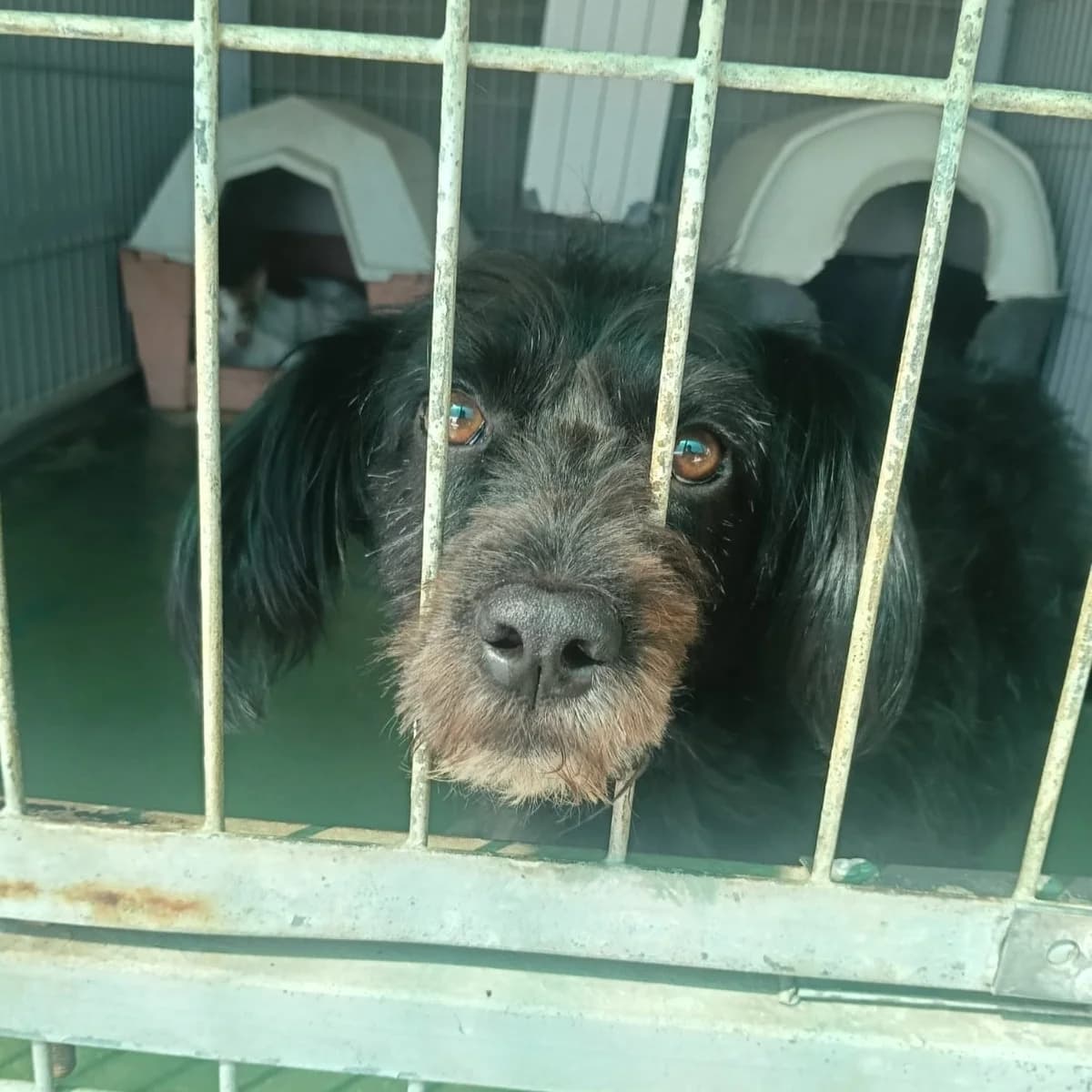 Charlie, Mixed Breed for adoption at Barcelona), Protectora Bcn