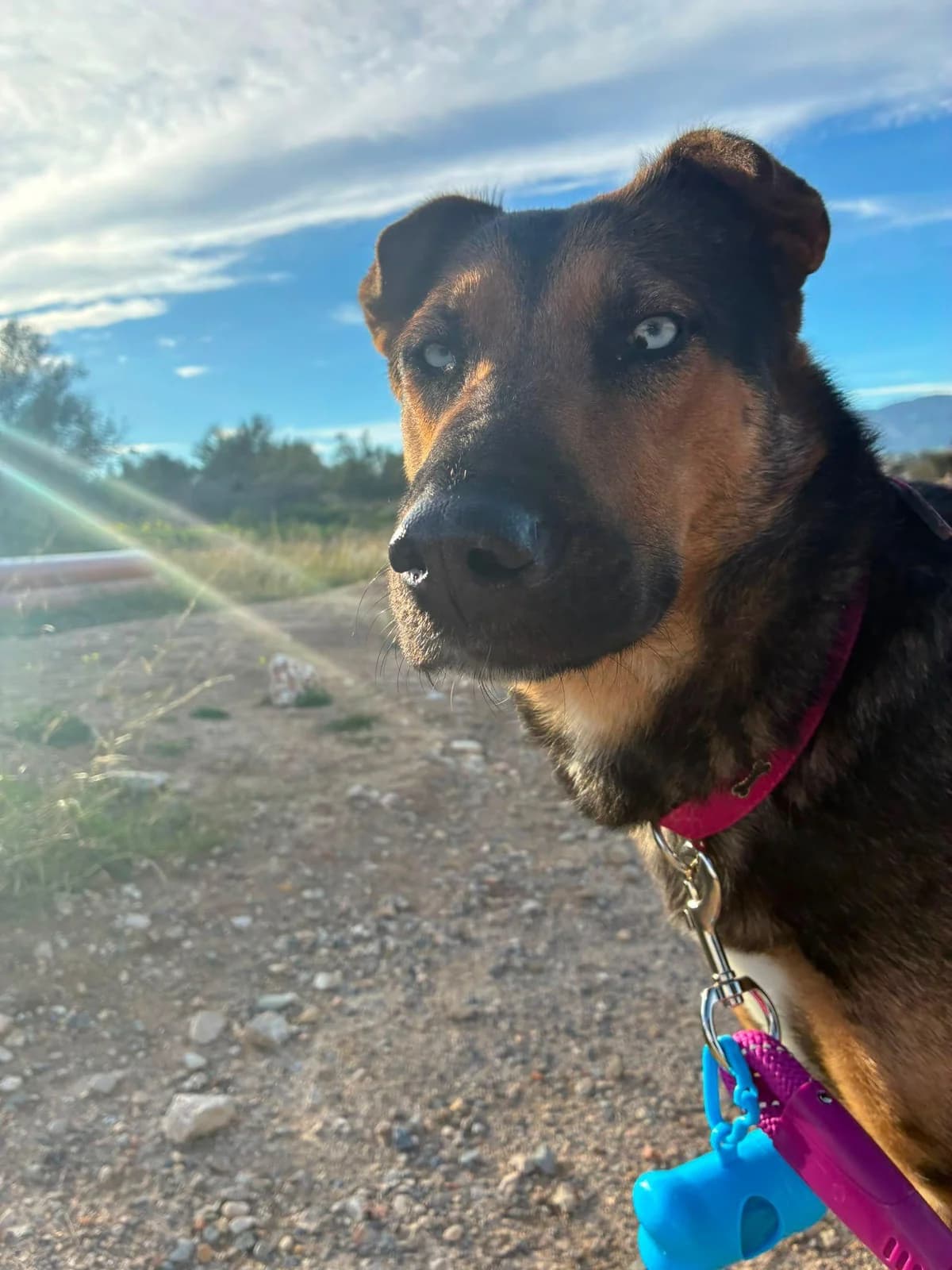 FURIA BUSCA UN NUEVO HOGAR, Mixed Breed for adoption at Protectora de Animales de Benidorm