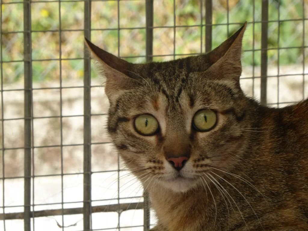 TEXAS, female 5yo Mixed Breed for adoption at Associació Berguedana per a la Protecció dels Animals