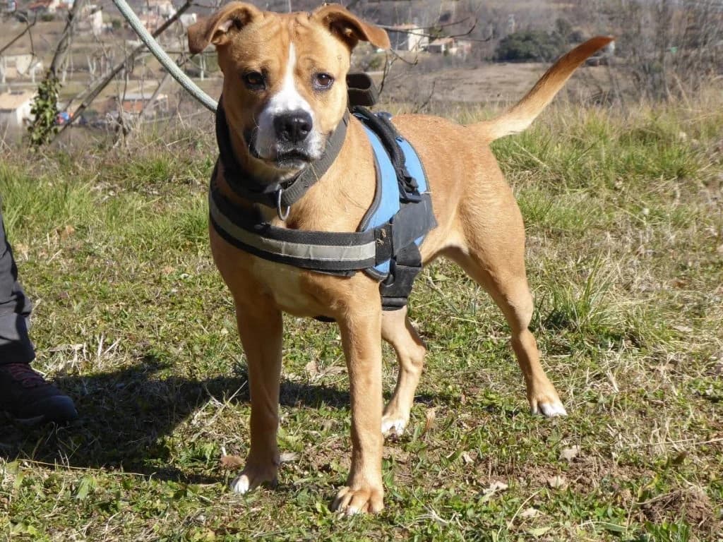 TIARA, female 6yo Mixed Breed for adoption at Associació Berguedana per a la Protecció dels Animals