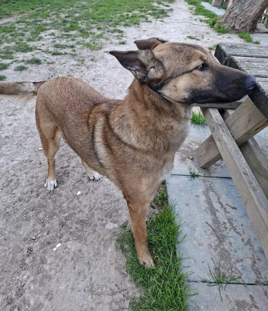 JOSA, female young Mixed Breed for adoption at Associació Berguedana per a la Protecció dels Animals