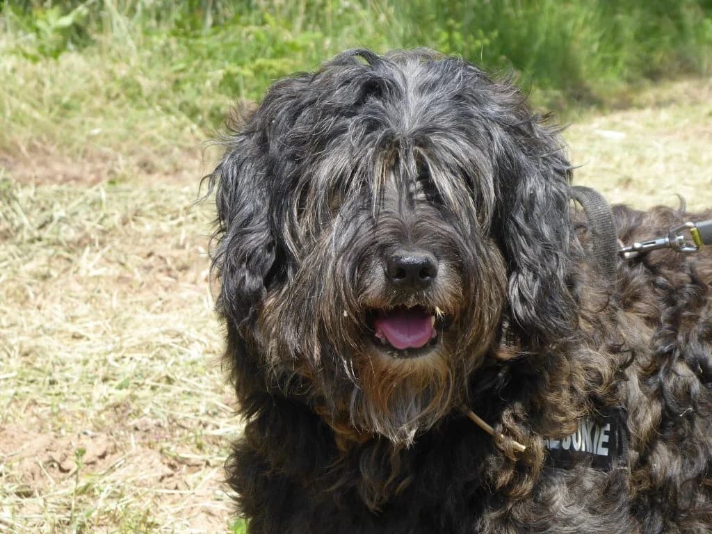 TRO, Mixed Breed for adoption at Associació Berguedana per a la Protecció dels Animals