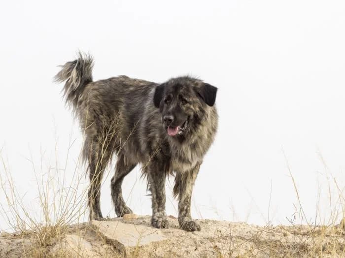 Rufo, male 5yo mixed breed for adoption at Almanimal Castalla