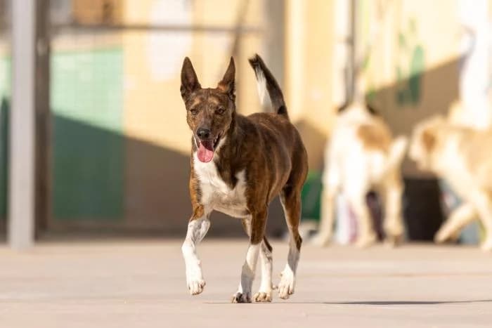 Almendro, male 4yo Mixed Breed for adoption at Almanimal Castalla
