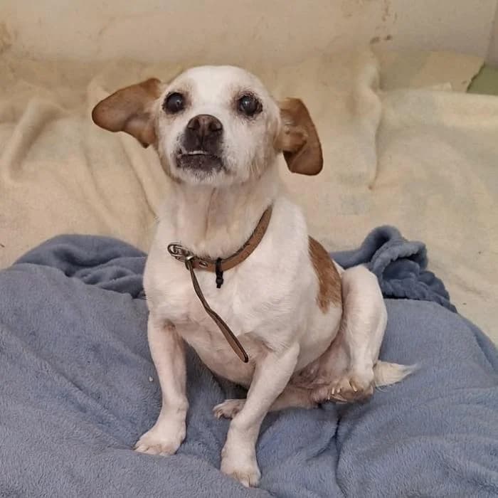 Pili, female senior Mixed Breed for adoption at Almanimal Castalla
