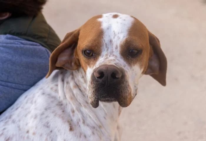 Levi, male 4yo Pointer for adoption at Almanimal Castalla
