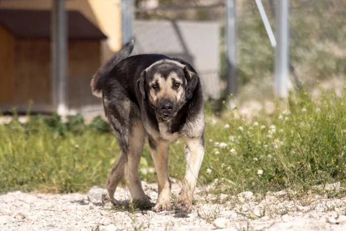 Balu, male 3yo Mixed Breed for adoption at Almanimal Castalla