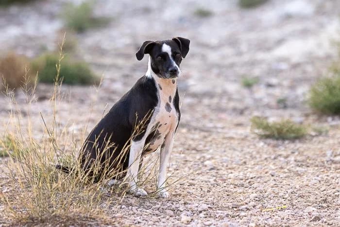 Ellen, female young Mixed Breed for adoption at Almanimal Castalla