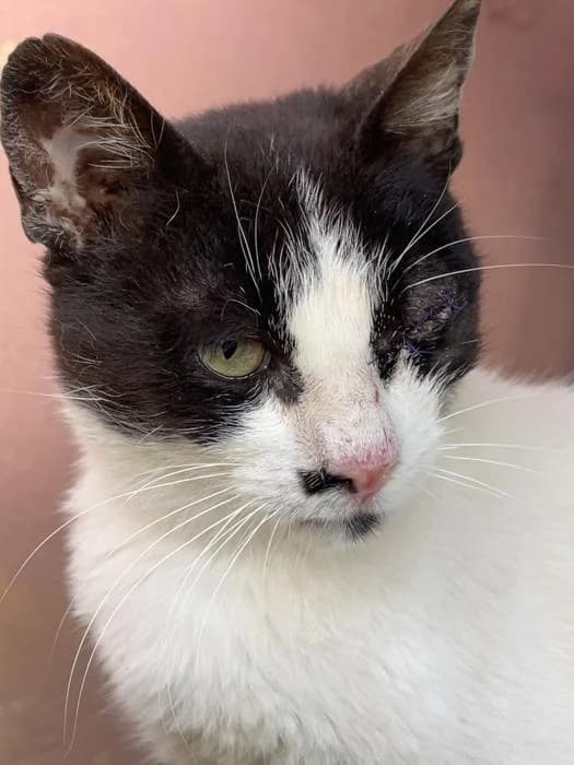 Dusty, female senior mixed breed for adoption at Almanimal Castalla