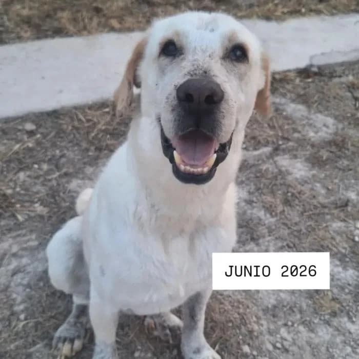 Fenix, male 7yo Mixed Breed for adoption at Almanimal Castalla