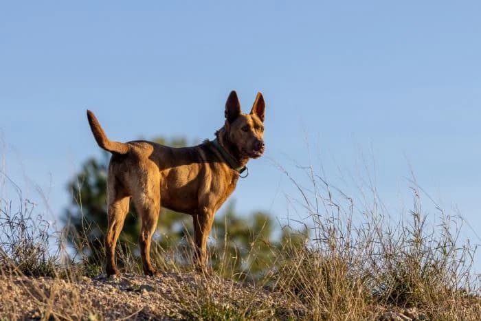 Noel, male 6yo Mixed Breed for adoption at Almanimal Castalla
