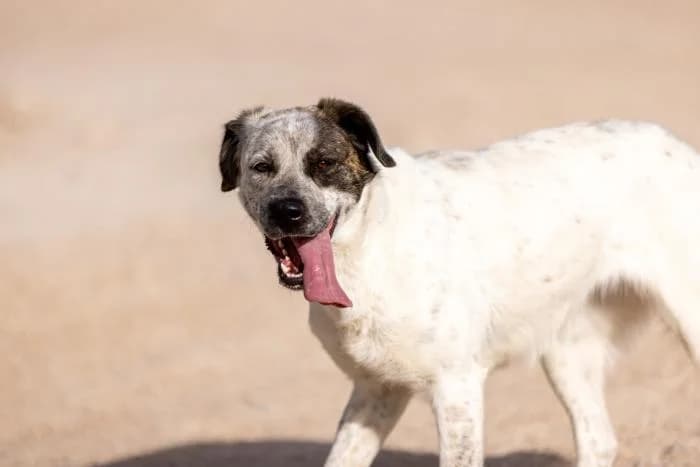 Lunae, female young Mixed Breed for adoption at Almanimal Castalla