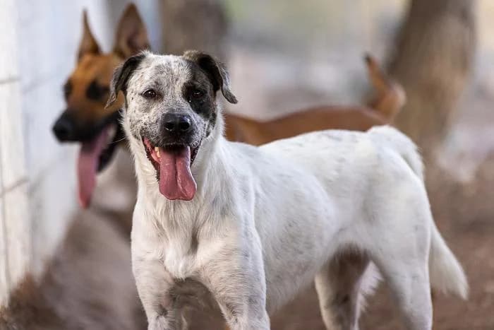 Lunae, female young Mixed Breed for adoption at Almanimal Castalla