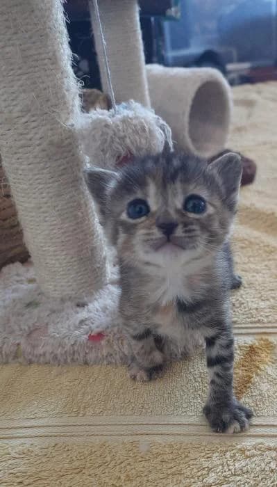 Zira, female puppy mixed breed for adoption at Almanimal Castalla