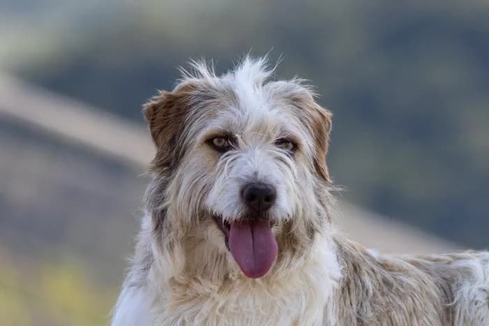 Koko, male 3yo Mixed Breed for adoption at Almanimal Castalla