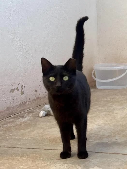 Boo, female young mixed breed for adoption at Almanimal Castalla
