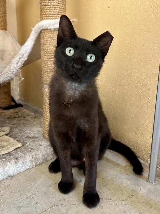 Shadow, male young mixed breed for adoption at Almanimal Castalla