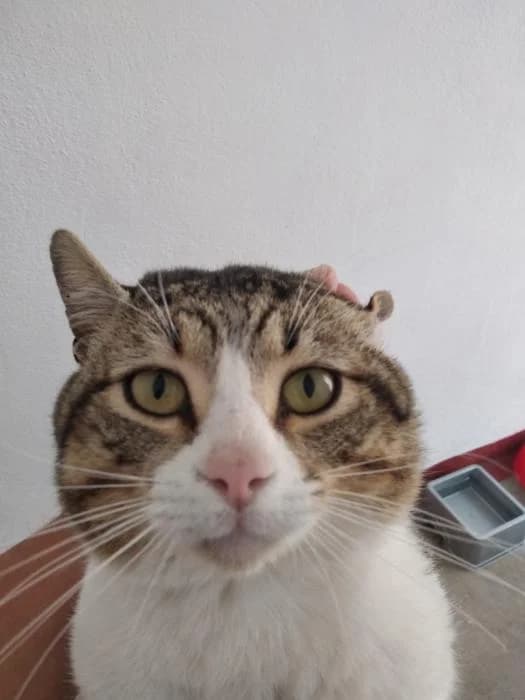 Dorian, male 4yo mixed breed for adoption at Almanimal Castalla
