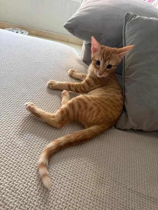 Archie, male puppy mixed breed for adoption at Almanimal Castalla