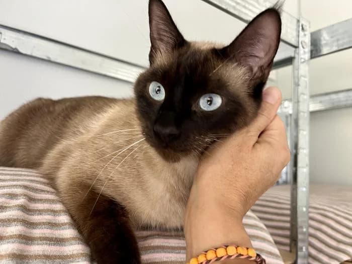 Sr. Cotton, male young mixed breed for adoption at Almanimal Castalla