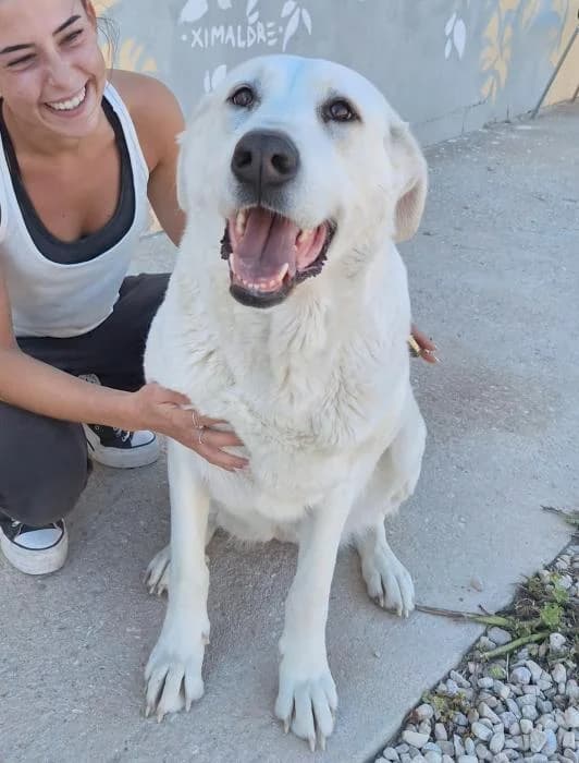 Lola, female 4yo mixed breed for adoption at Almanimal Castalla